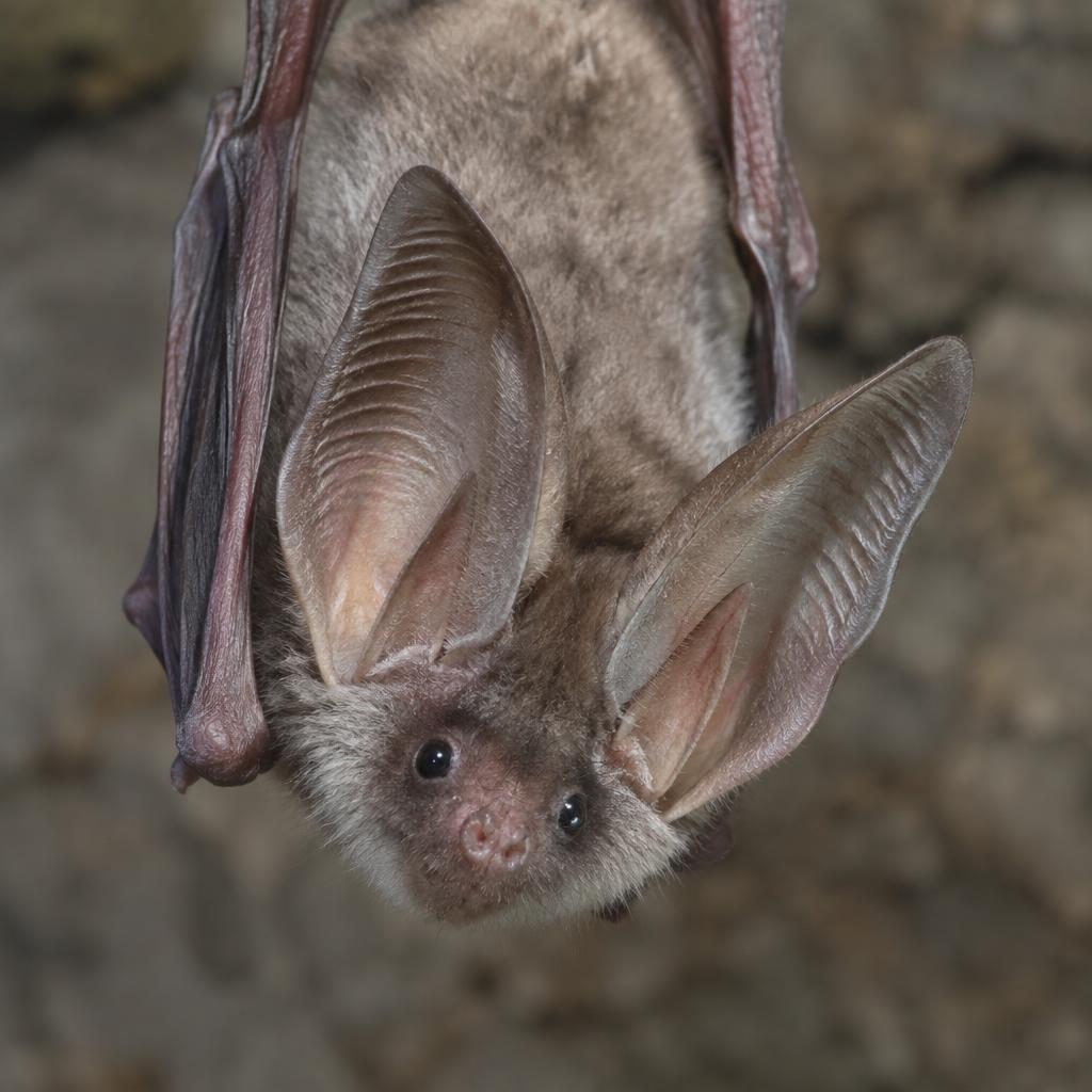 Townsend's Big-eared Bat (Corynorhinus townsendii)