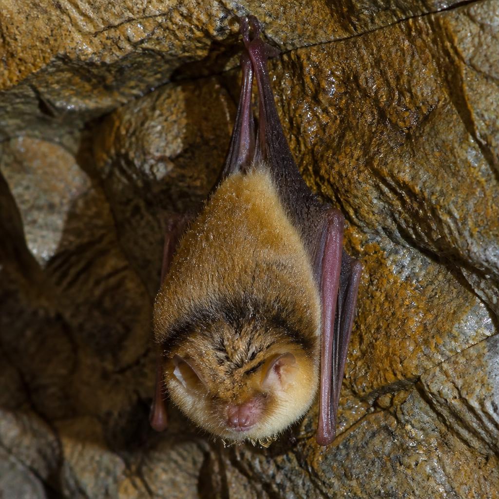 Tricolored Bat (Perimyotis subflavus)