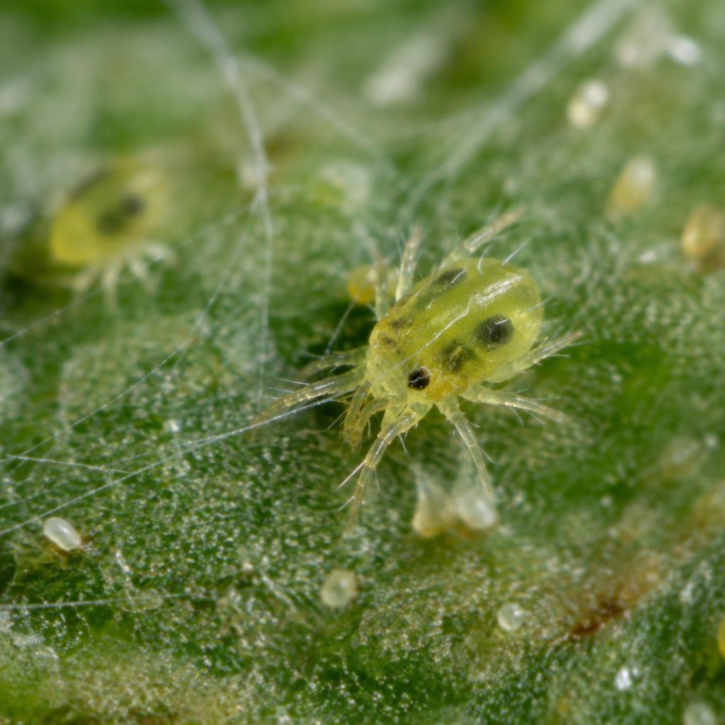 Two-spotted Spider Mite (Tetranychus urticae)