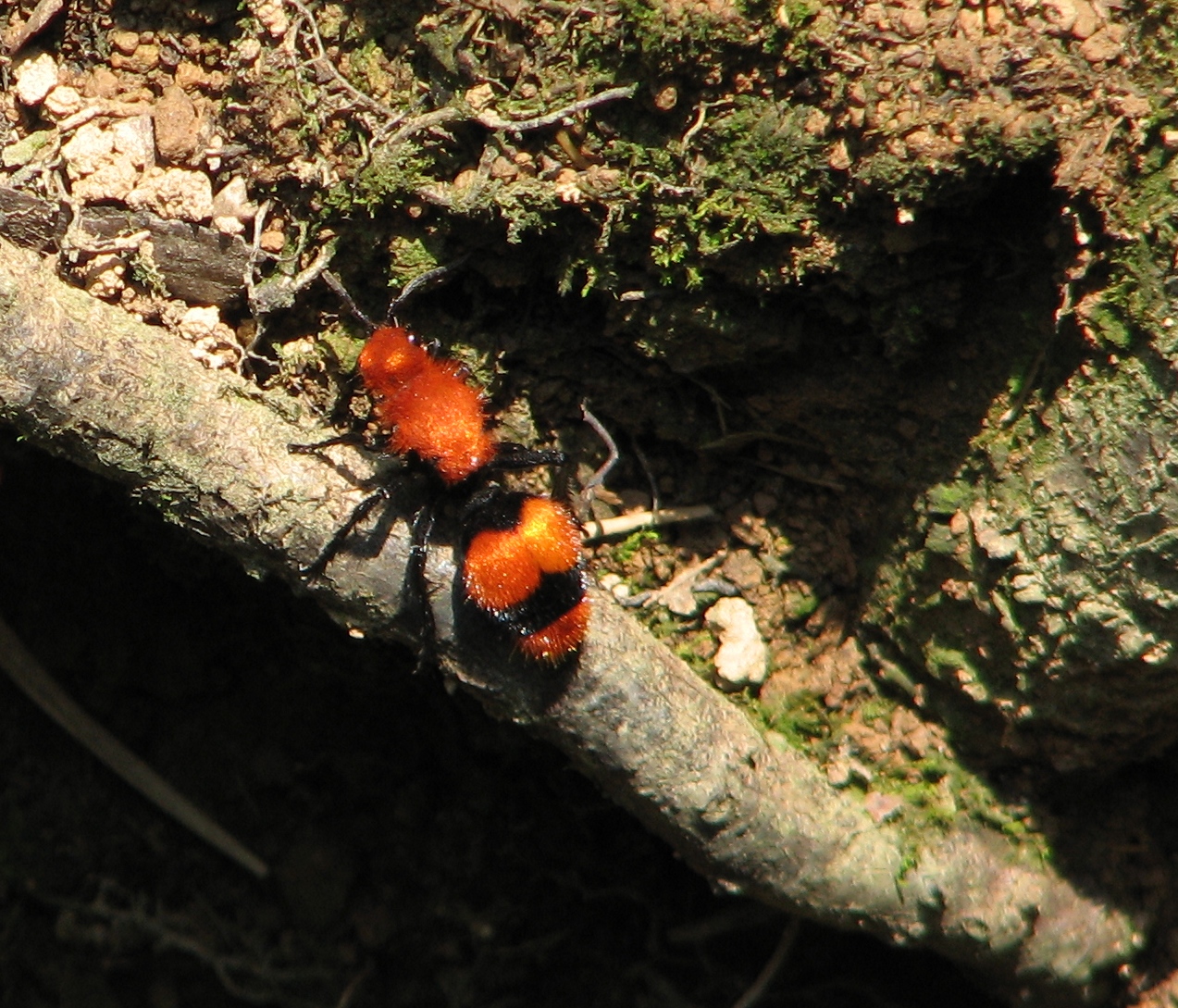 Velvet Ant (Cow Killer) (Dasymutilla occidentalis)