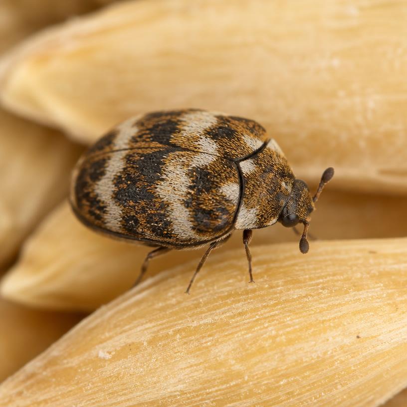 Warehouse Beetle (Trogoderma variabile)