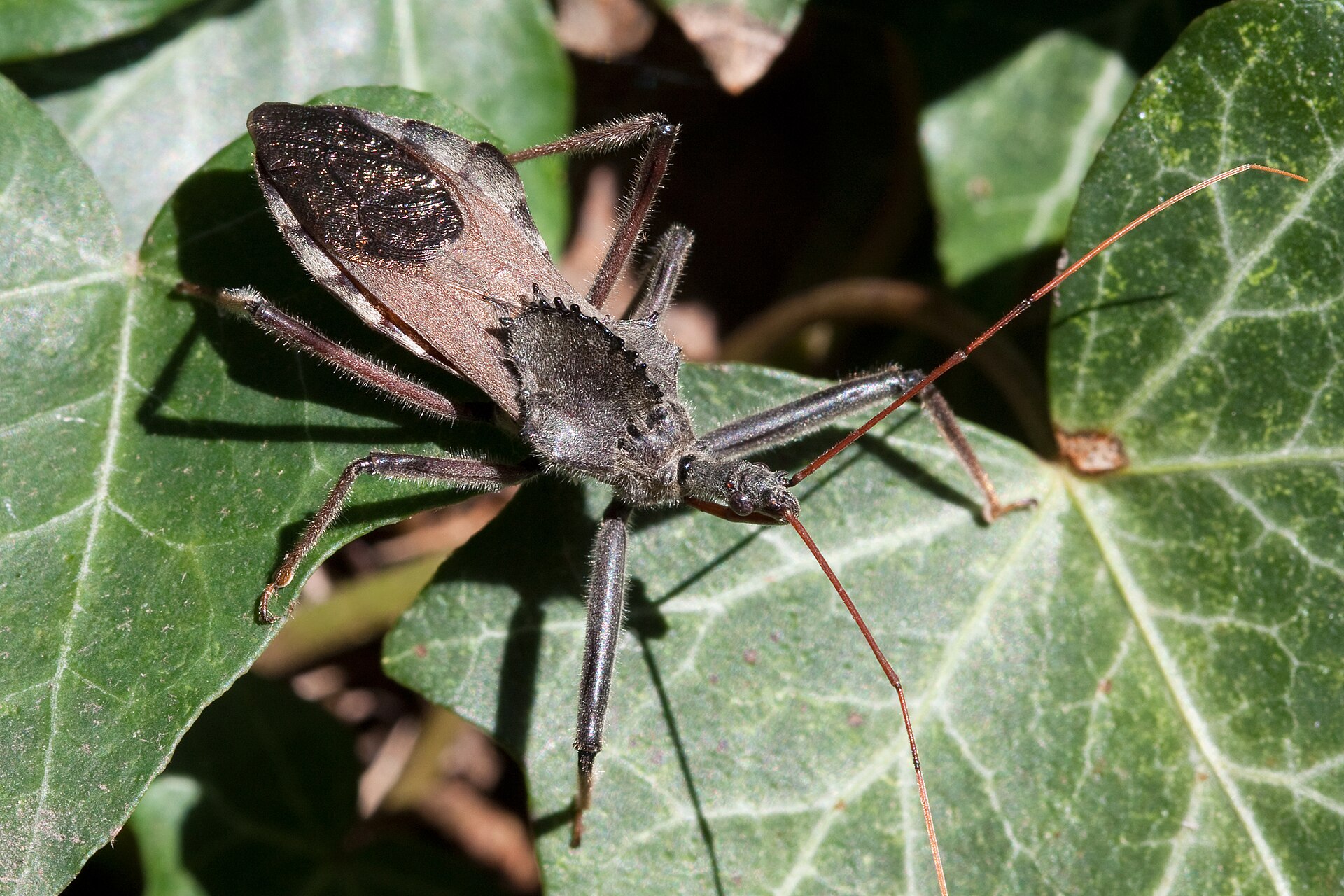 Wheel Bug (Arilus cristatus)