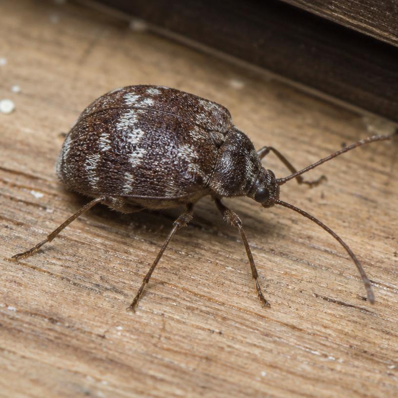White-marked Spider Beetle (Ptinus fur)
