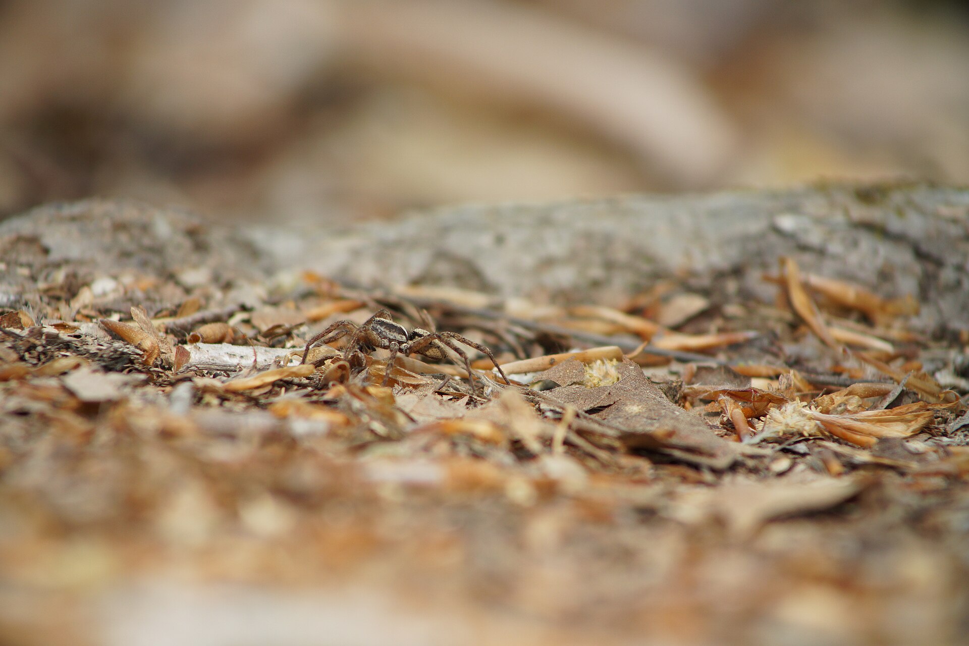 Wolf Spider (Lycosidae)