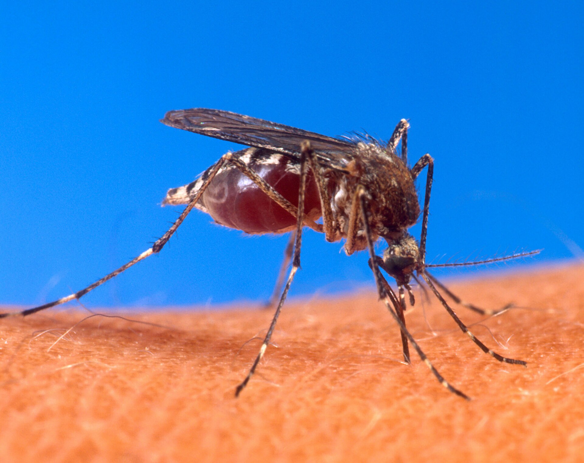 Yellow Fever Mosquito (Aedes aegypti)