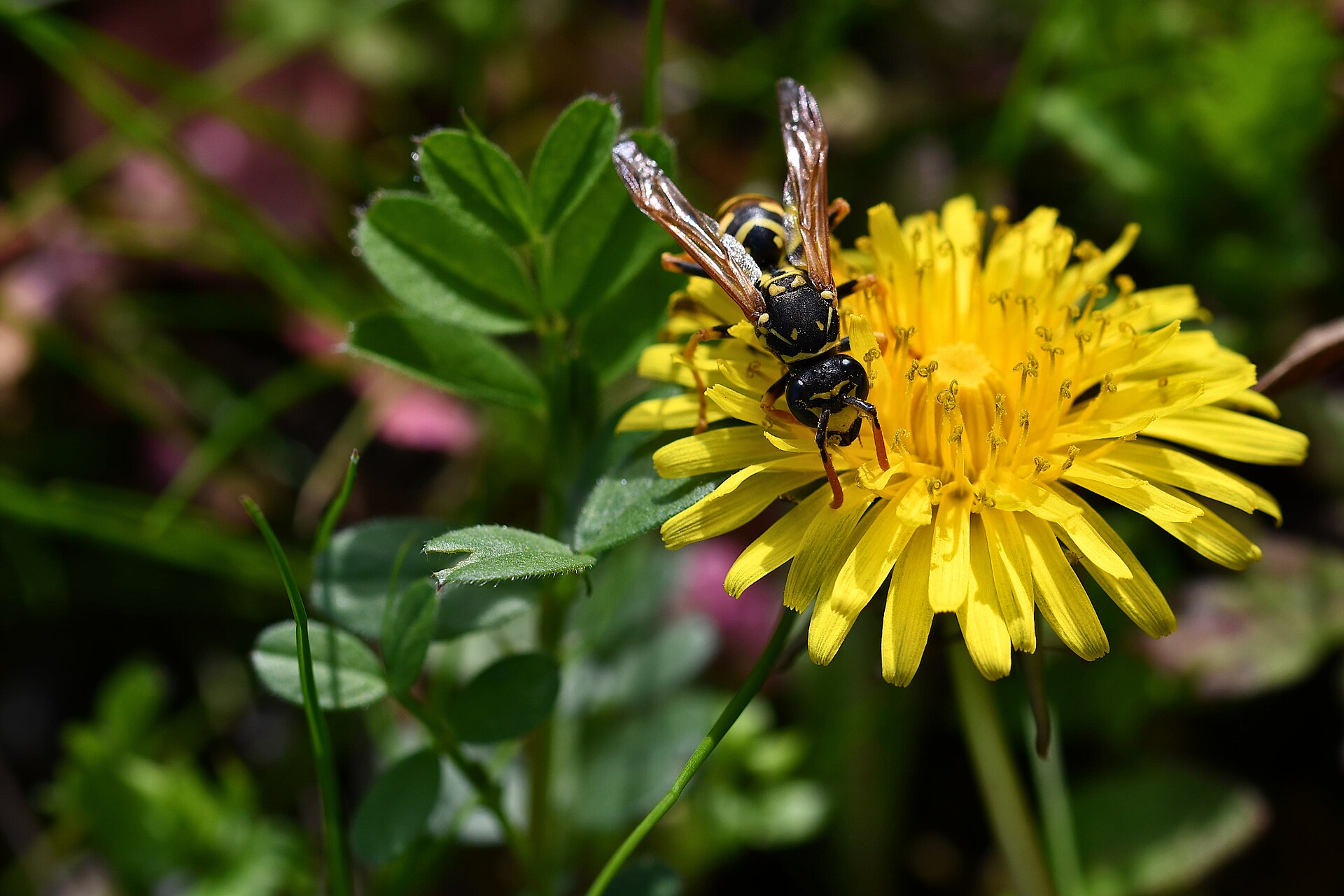Yellow Paper Wasp (Polistes dominula)